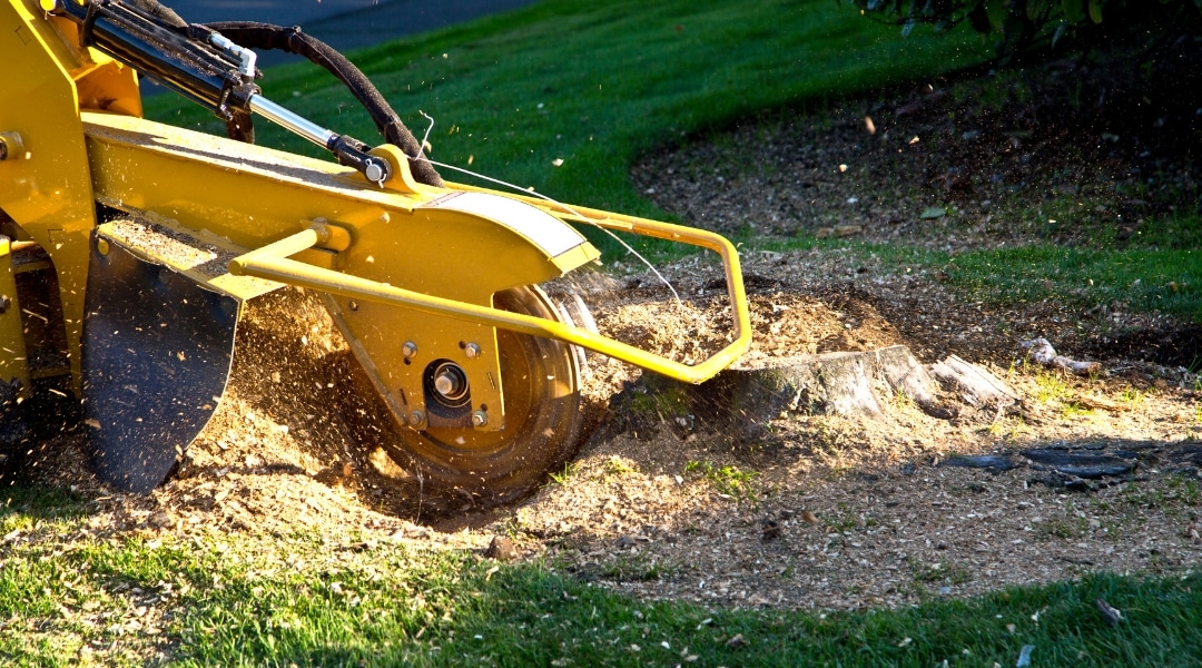 The Ultimate Guide to Tree Stump Removal Techniques