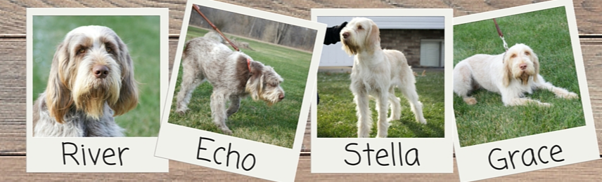 Exploring The World Of Spinone Breeders: A Comprehensive Guide | by Michigan spinone | Sep, 2023 | Medium
