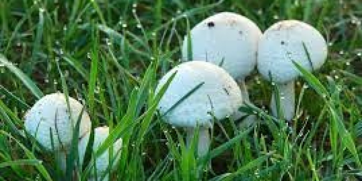 "The Magical World of Big White Mushrooms in Your Yard"