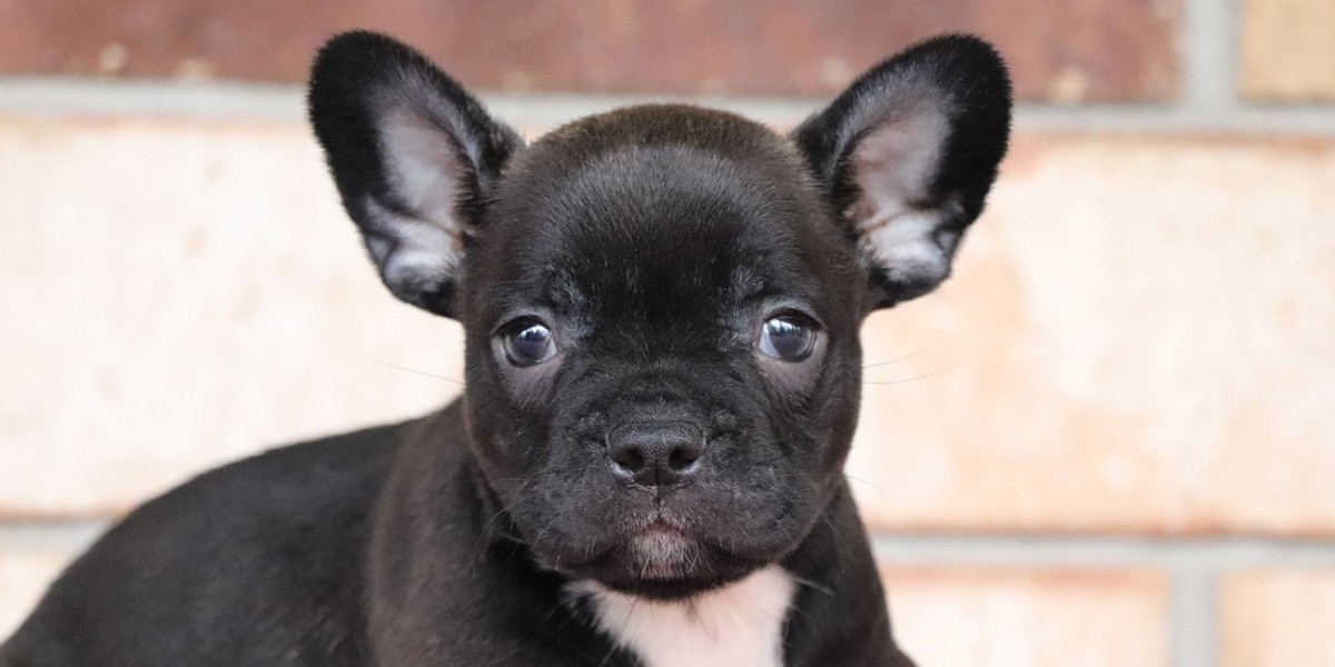 Frenchton Puppies for Sale: Finding Your Perfect Companion