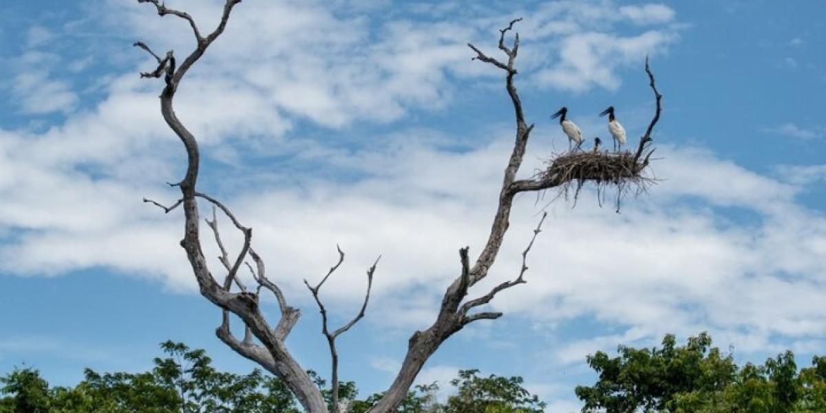 Get Closer to Nature: Birding Tours in Kenya's Spectacular Landscapes