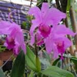 Setia Orchid