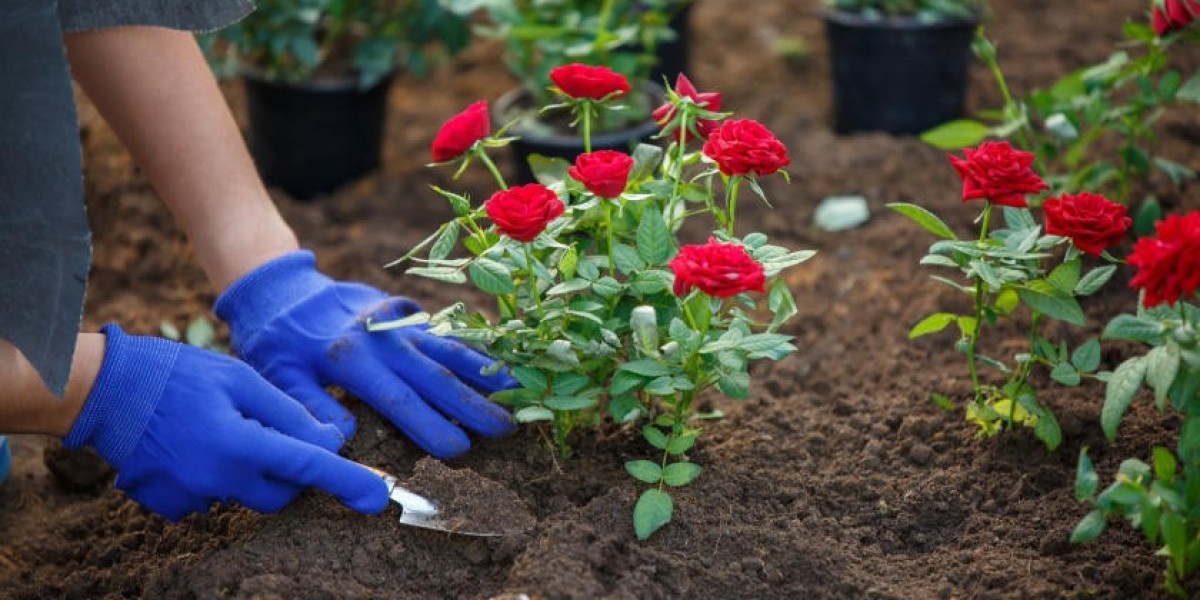 What are the essential steps to successfully plant roses in the ground