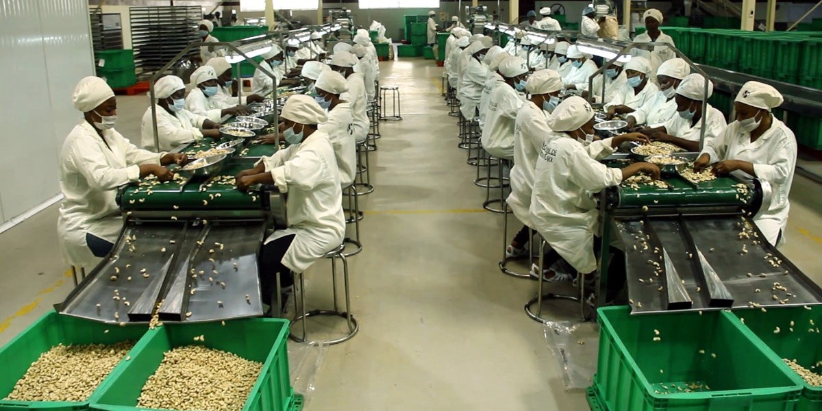Cashew Processing Unit Report 2023: Industry Trends, Plant Setup and Machinery
