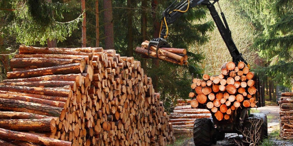 The Illegal Harvesting of Exclusive Hardwood: A Global Concern