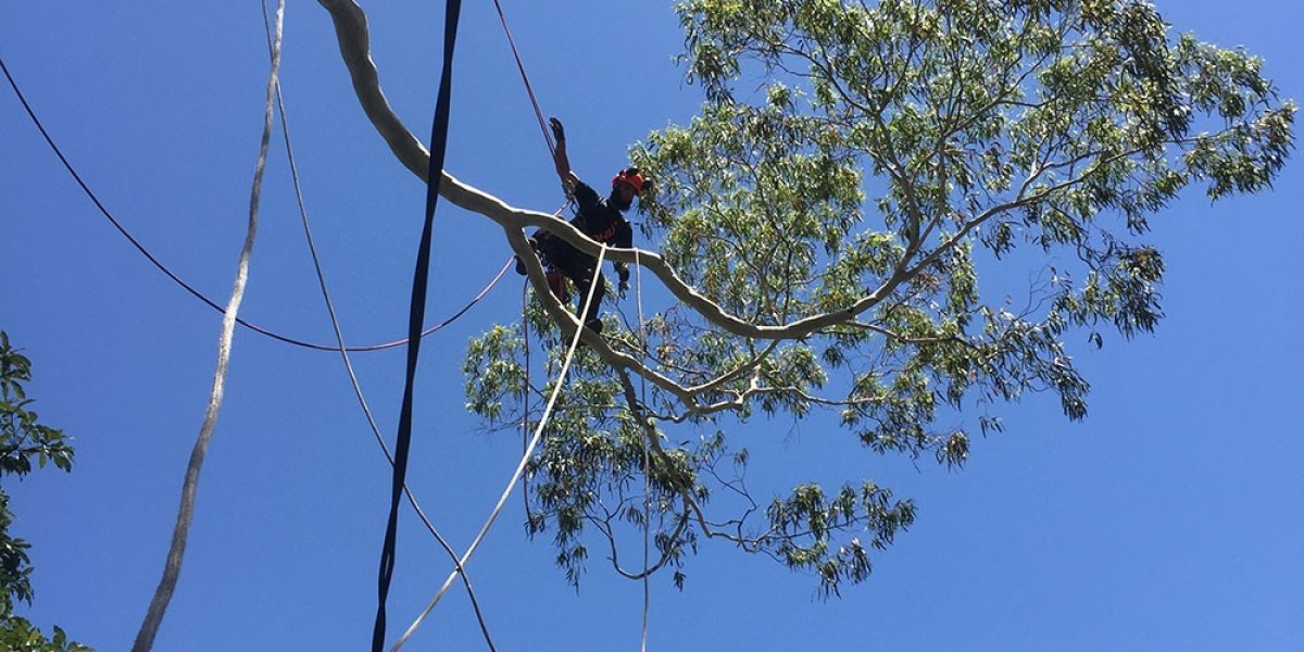 Finest Emergency Tree Removal Sydney