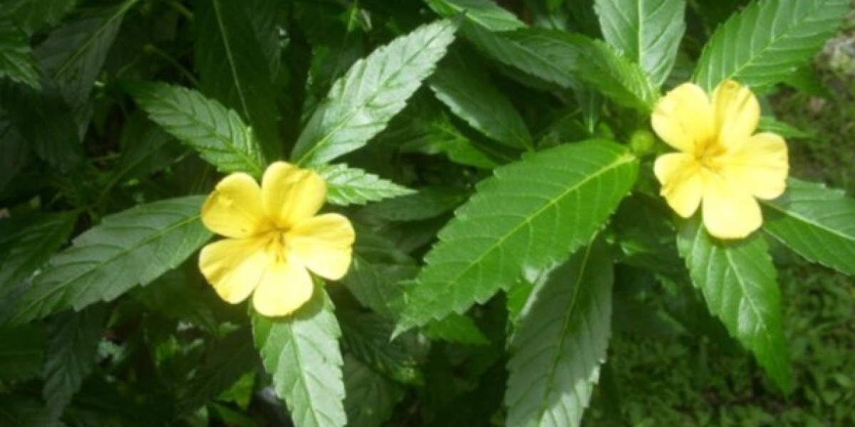 Exploring the Benefits and Varieties of Damiana: Nature's Passionate Herb