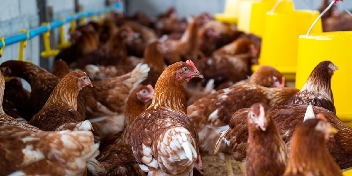 Indonesia Animal Feed Market Size, Share, Industry Trends, Growth, Forecast 2023-2028