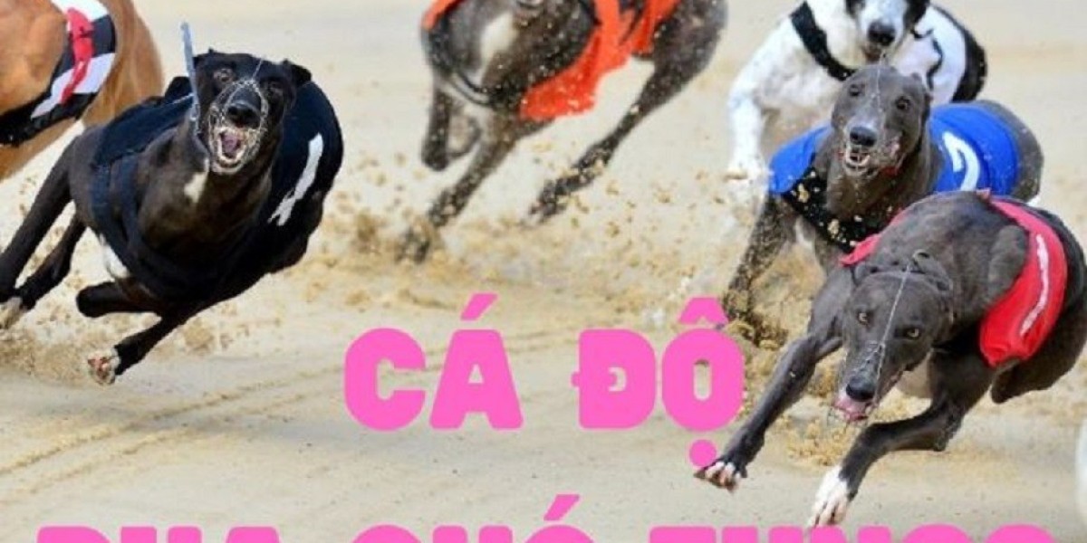 Cuộc đua sự phổ biến: Tại sao cá cược đua chó đang làm mưa làm gió ở Việt Nam