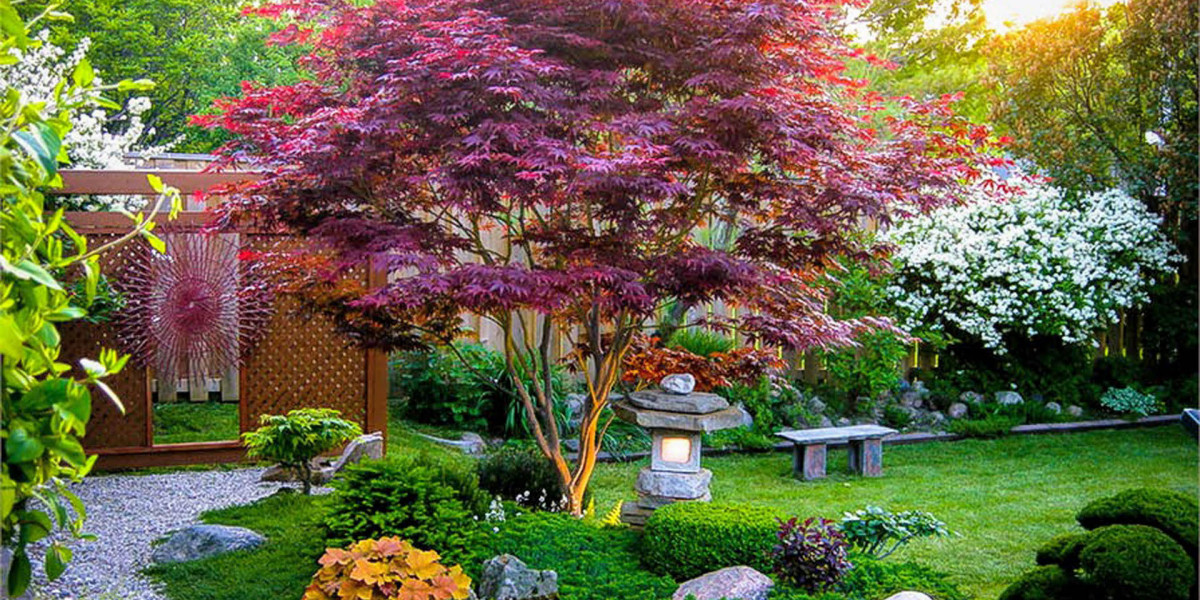 Cultivating Beauty in a Pot: Bloodgood Japanese Maple Edition