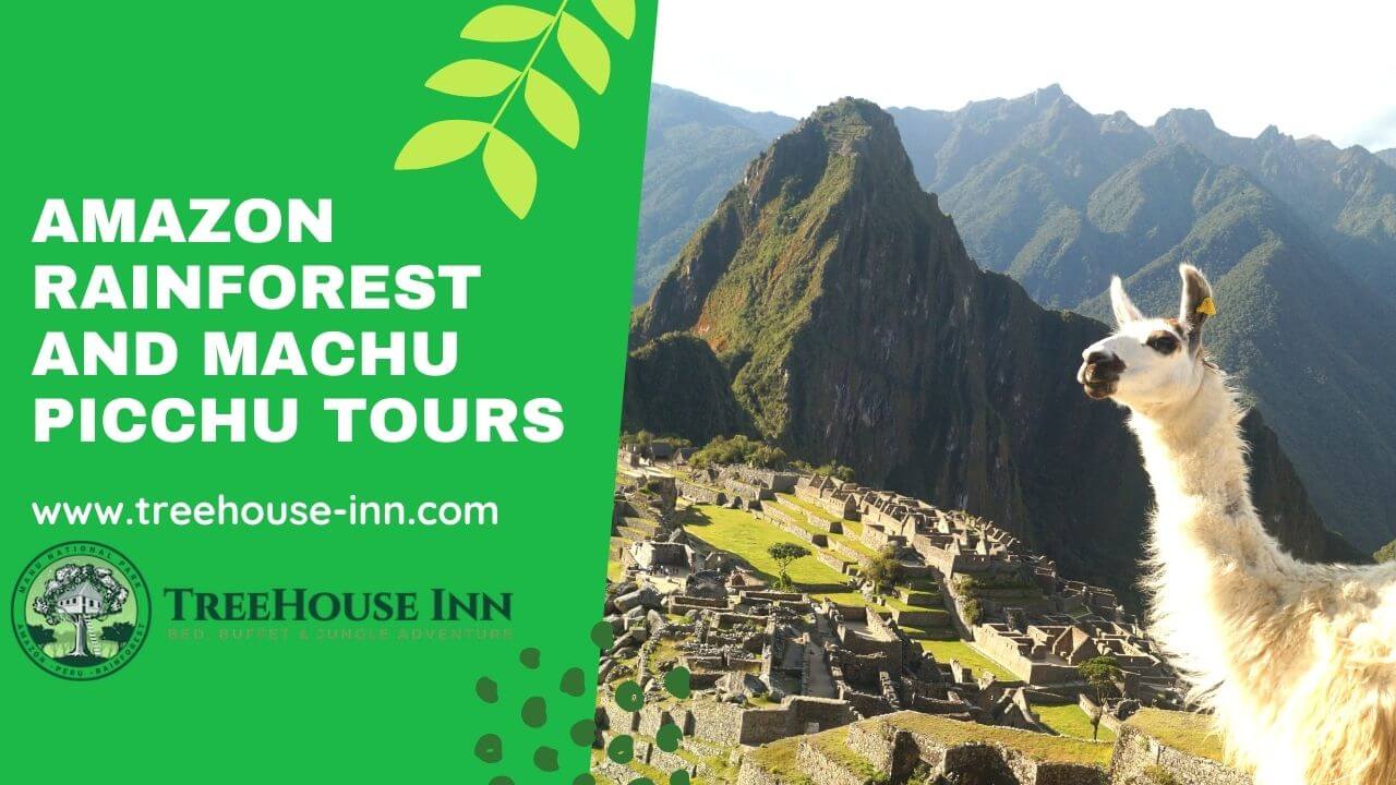Amazon Rainforest and Machu Picchu Tours - Treehouse Inn Lodge Peru
