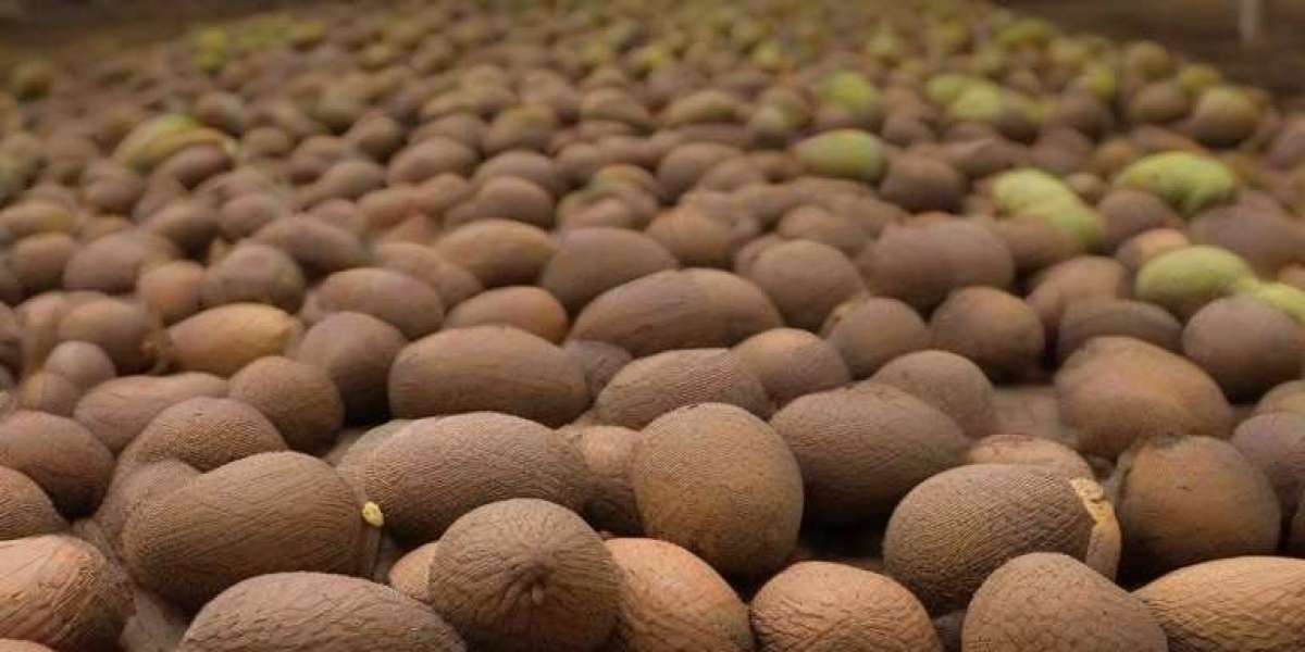 Sapote Seed Oil Processing Plant Report, Project Details, Requirements and Costs Involved