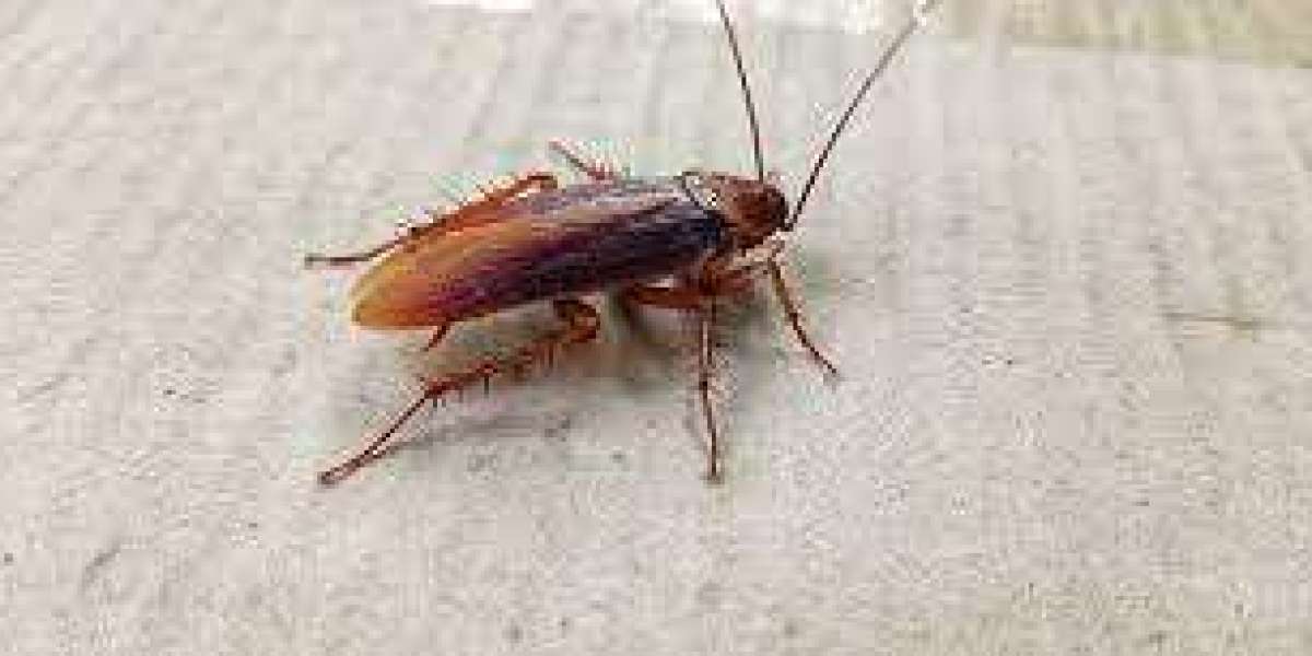 Pest Control: What are some ways to get rid of cockroaches inside the house?