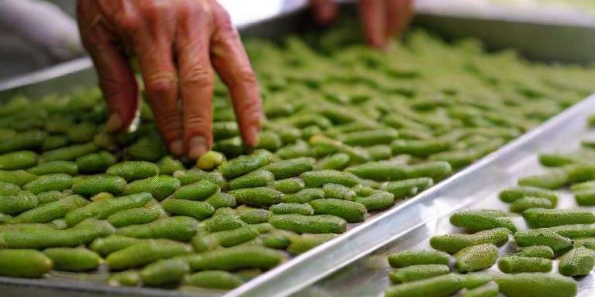 Finger Lime Project Report 2024: Processing Process, Business Plan and Plant Setup Cost