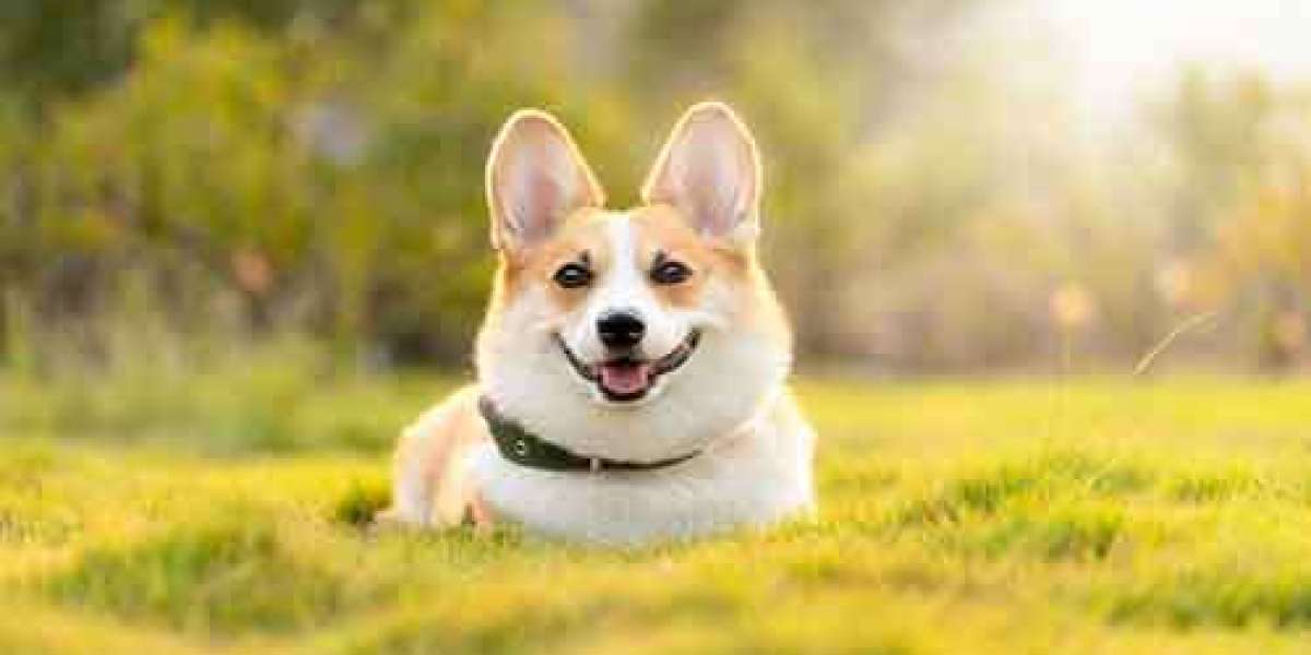 Welsh Corgi Puppies for Adoption: Finding Your Perfect Companion