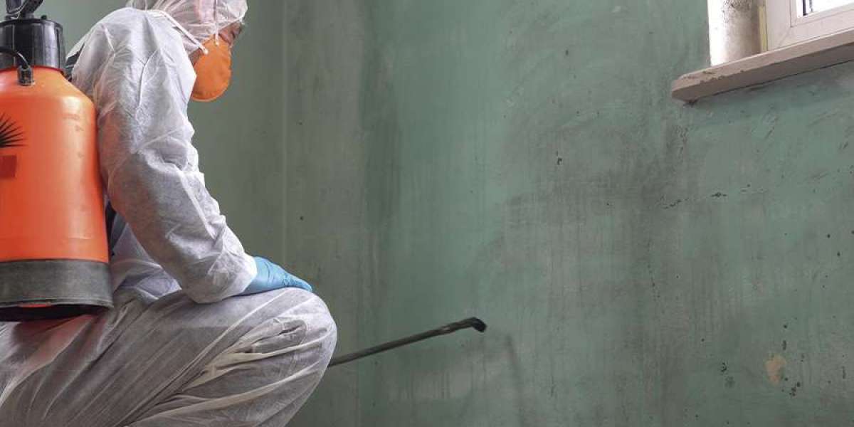 Mold Removal Services in Kendall, FL: Everything You Need to Know.