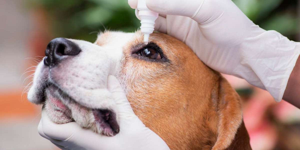 Veterinary Molecular Diagnostics Market Worth $1.13 Billion by 2029