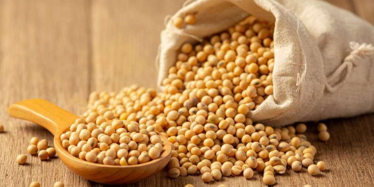 Exploring the Vital Importance of Soybeans in Our Daily Lives