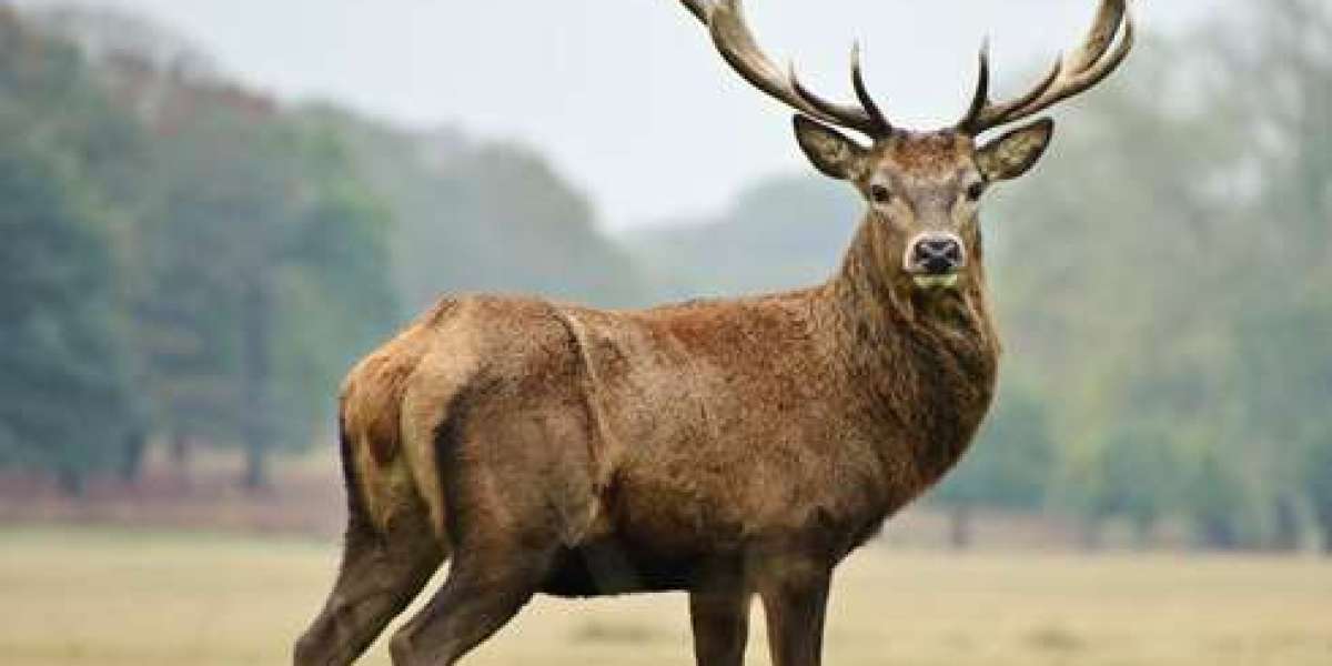 Hunting Seasons- Where to Hunt In Texas Throughout Thе Yеаr?