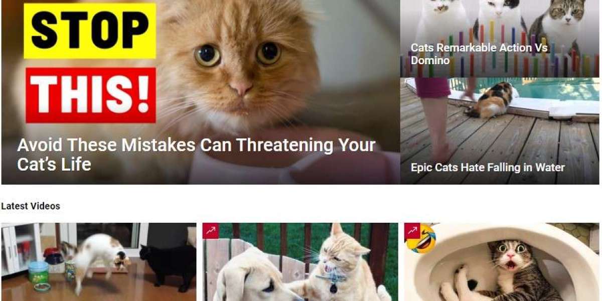 Cat Viral Hub: Unleashing the Purr-fection of Funny and Viral Cats!