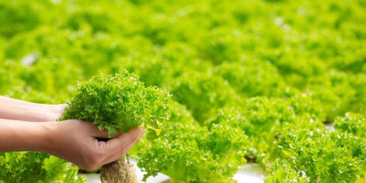 Hydroponic Vegetables Market Research Report - Know The Growth Factors And Future Scope To 2033