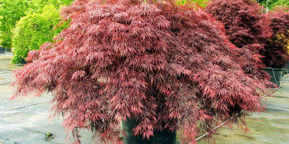 Buying Red Japanese Maple