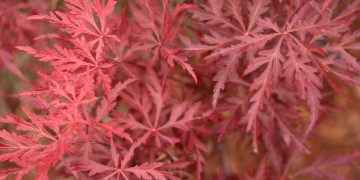 Exploring Red Japanese Maples