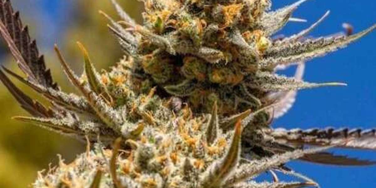Purchase Lemon Berry Candy Cannabis Seeds from LB Seed Co
