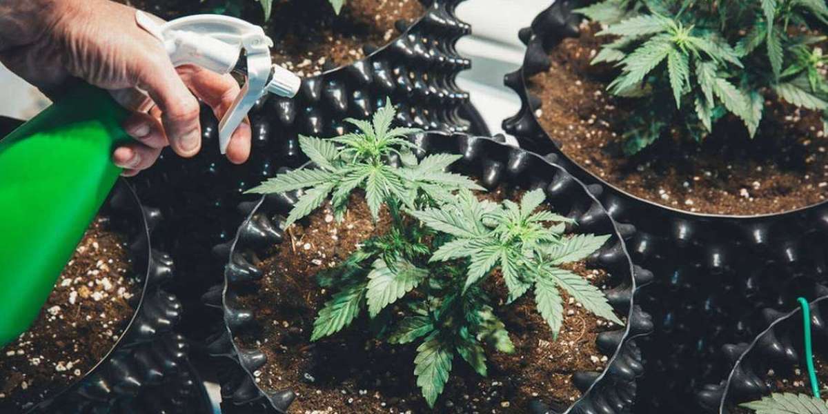 Cultivate Your Green Dreams: A Beginner's Guide to DIY Cannabis Breeding