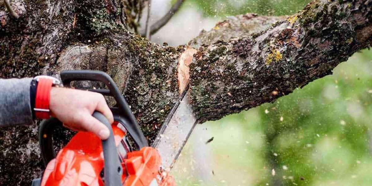 Your Trees with Professional Pruning Services - Enhance the Beauty of Your Landscape