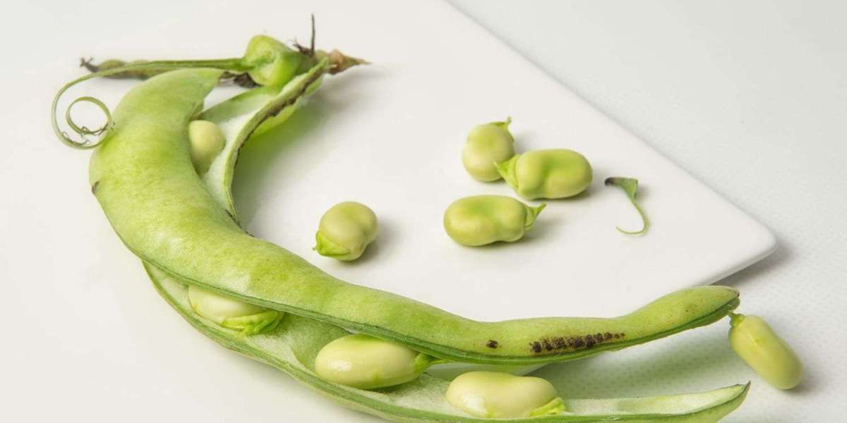 Exploring the Faba Bean Protein Market: A Comprehensive Market Research Report | R&I