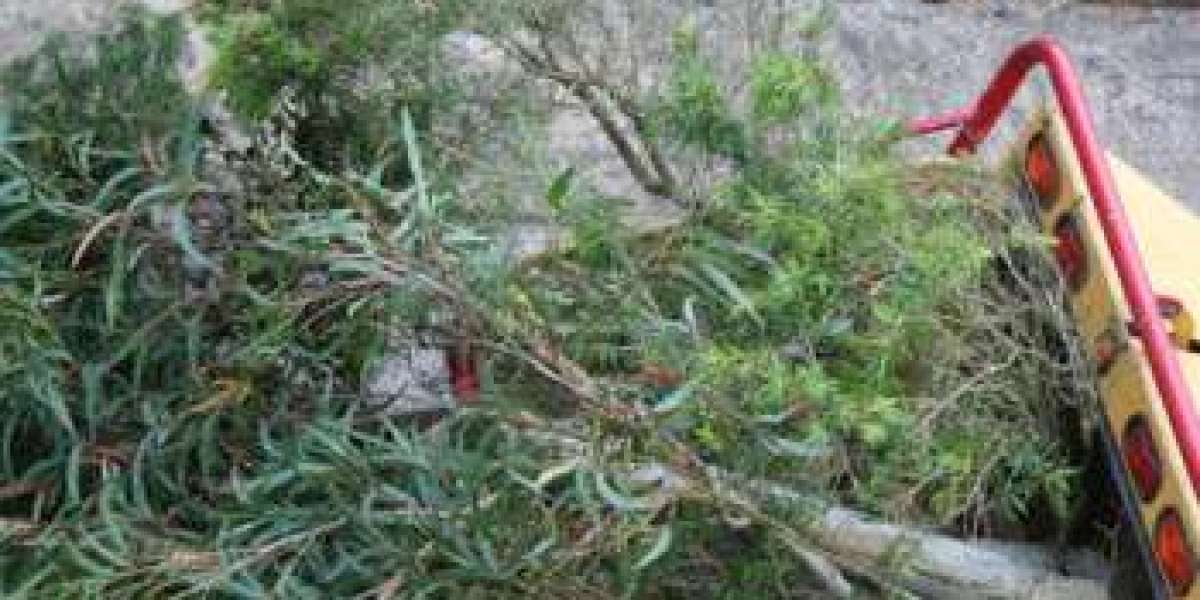 Uprooted Urgency: Rapid and Reliable Emergency Tree Removal Sydney