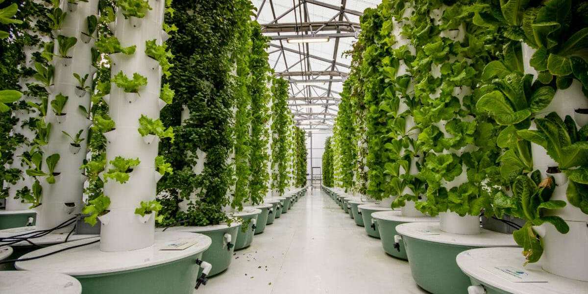 Aeroponics Market Size, Share, Industry Trends, Report 2023-2028
