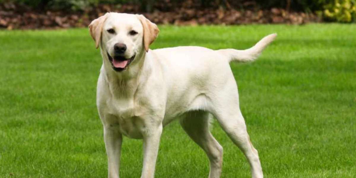 Finding the Perfect Labrador Retriever Companion: Exploring Puppies for Sale in Gurgaon