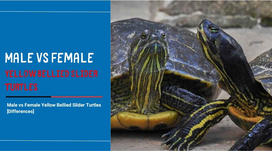 Male vs Female Yellow Bellied Slider Turtles [Differences]