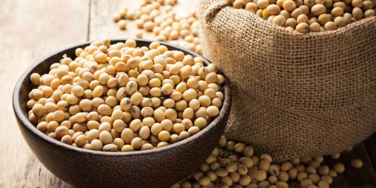 Japan Soy Protein Market Size, Share, Trend, Forecast 2022 - 2032