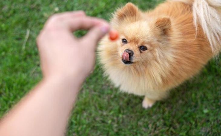 Furry Friends on Demand: Available Pomeranian Dog Puppies Steal the Show
