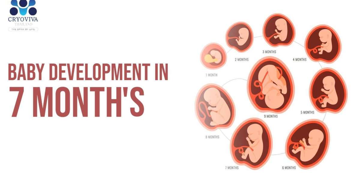 Baby Development in 7 Month
