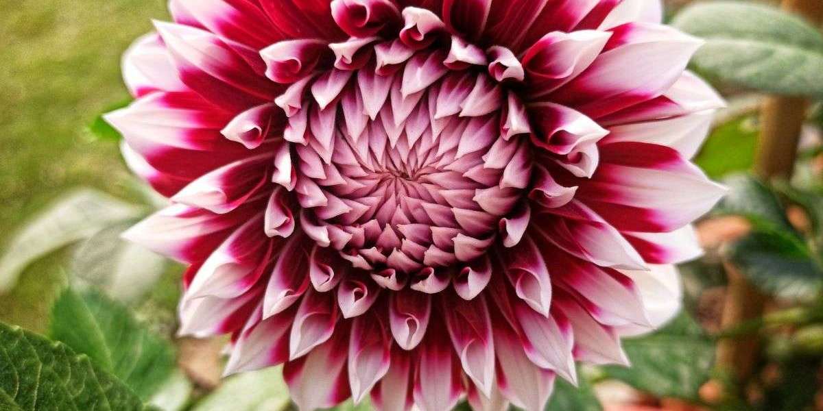Dahlia Festival Etiquette | Navigating the Blooms with Grace and Respect