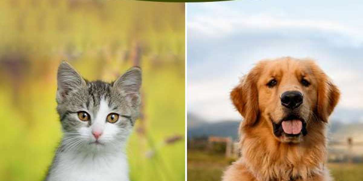 Cats vs. Dogs: The Preferred Pet