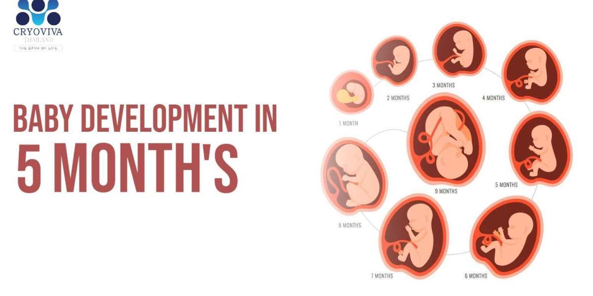 Baby Development in the Fifth Month (From Week 17 to Week 20)