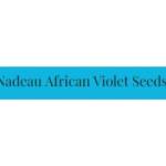 Nadeau African Violet Seeds