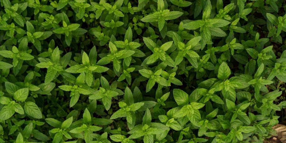 Basil Seeds Market Provides An In-Depth Insight Of Sales And Trends Forecast To 2033