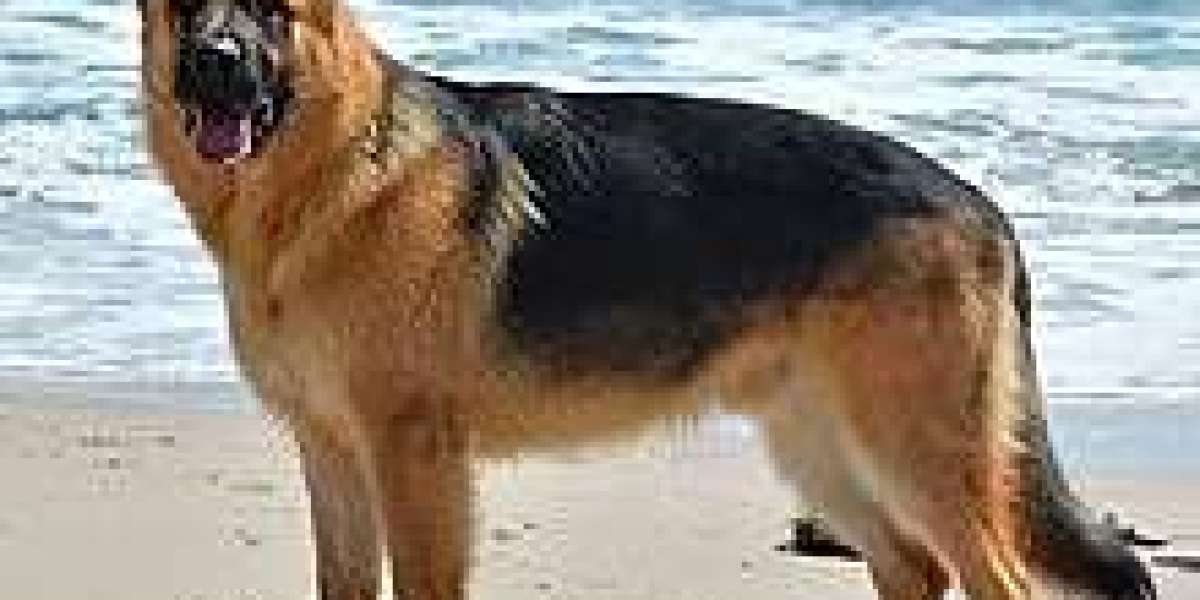 Finding Your Perfect Companion: German Shepherd Puppies for Sale in Delhi at Unbeatable Prices
