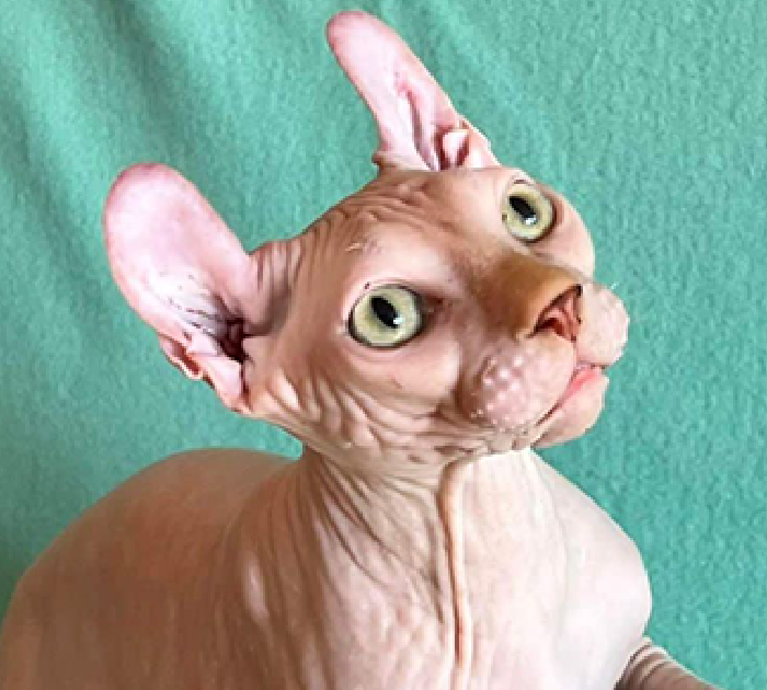 The Ultimate Guide to Hairless Cats for Sale: Finding Your Perfect Companion