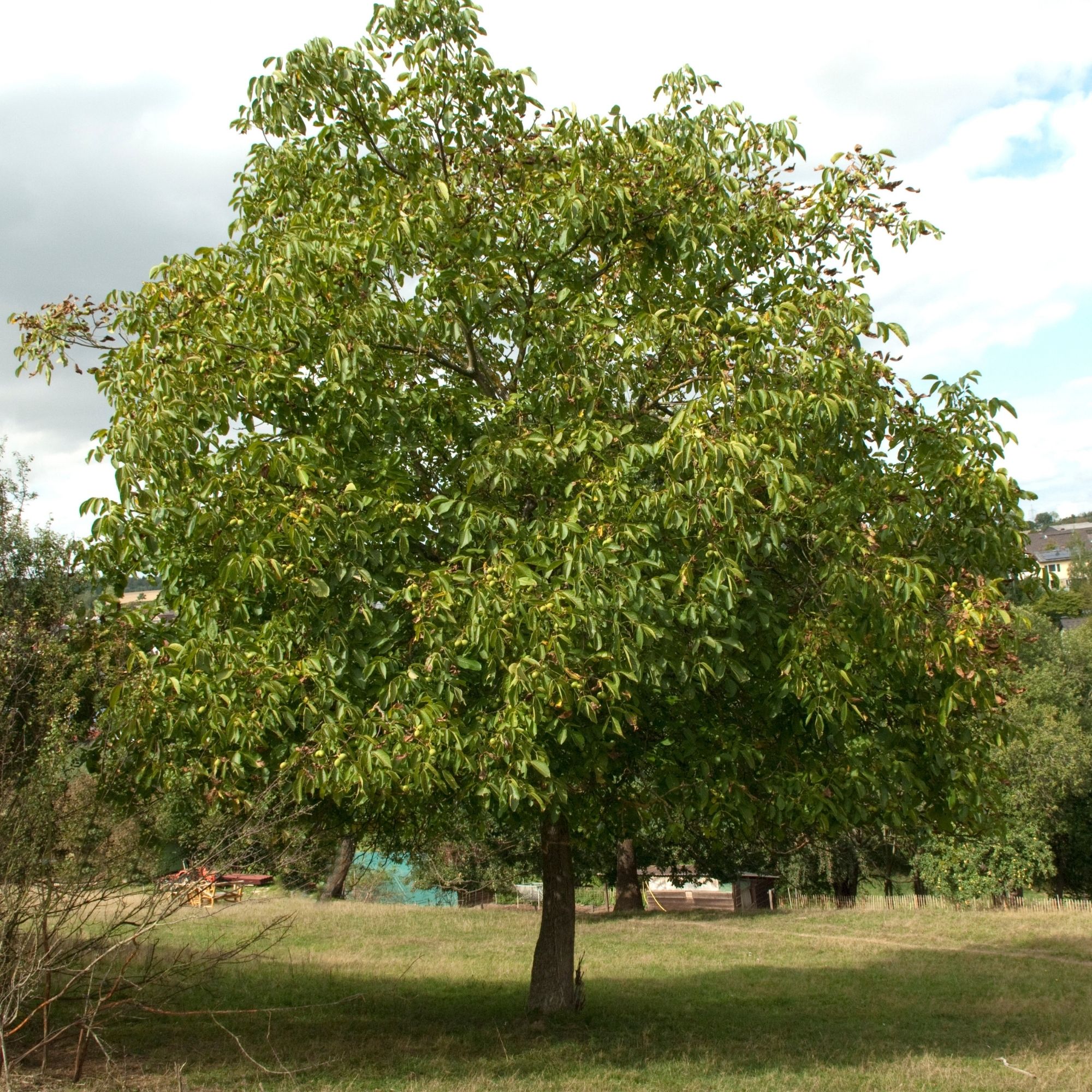 Black Walnut Tree (juglans nigra) - Little Tree Farm