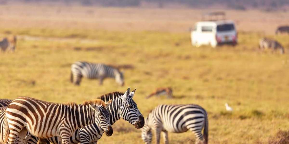 Embarking on an unequivocal odyssey: Embellished Kenya Safari Grandeur and Wildlife Safaris in Kenya