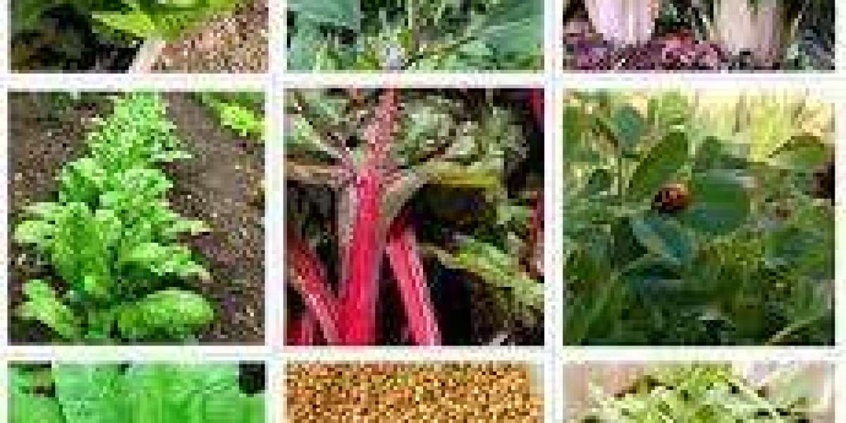 Leafy Greens Seeds Market to Witness Excellent Revenue Growth Owing to Rapid Increase in Demand