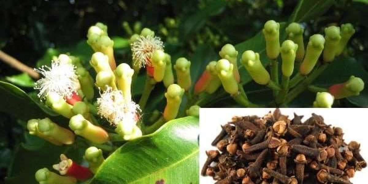 Detailed Project Report on Clove Processing Plant 2024: Machinery and Raw Materials