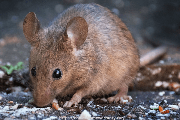 How do I permanently get rid of mice in my house? -